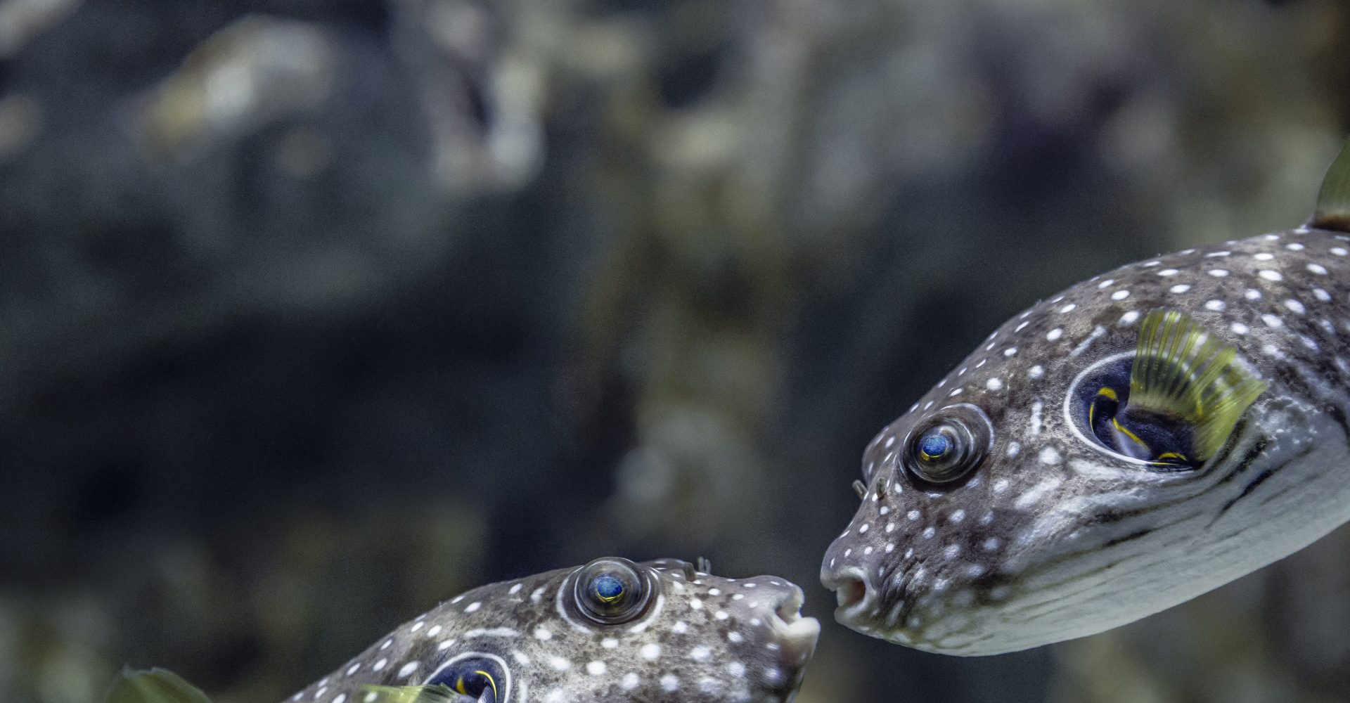 Los peces también toman cerveza Los peces también toman cerveza