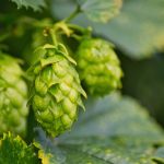 San Fernando se prepara para celebrar Fiesta de la Cerveza de Invierno