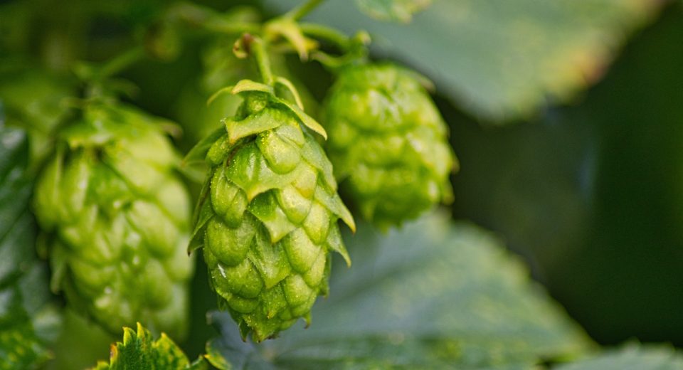 El superpoder oculto de la cerveza - Estos son los beneficios del lúpulo para la salud