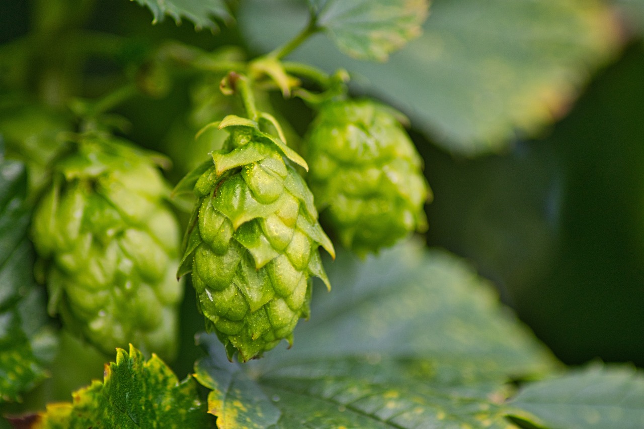 ¿El superpoder oculto de la cerveza? Estos son los beneficios del lúpulo para la salud