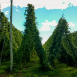 Cuál es la mejor cerveza del mundo, según la Inteligencia artificial