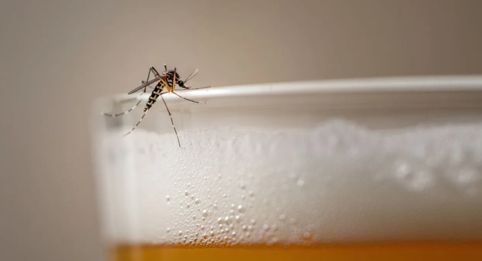 Sorprendente beber cerveza atrae a los mosquitos