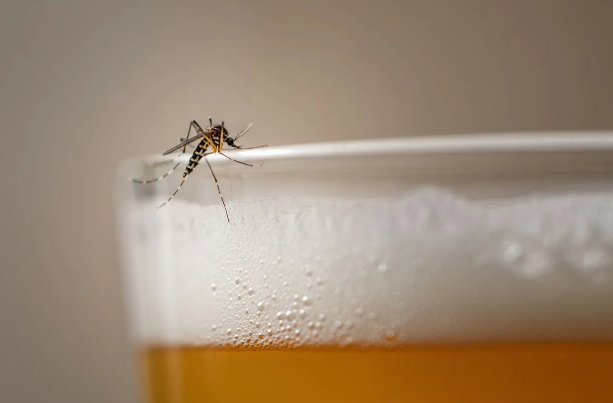 Sorprendente beber cerveza atrae a los mosquitos