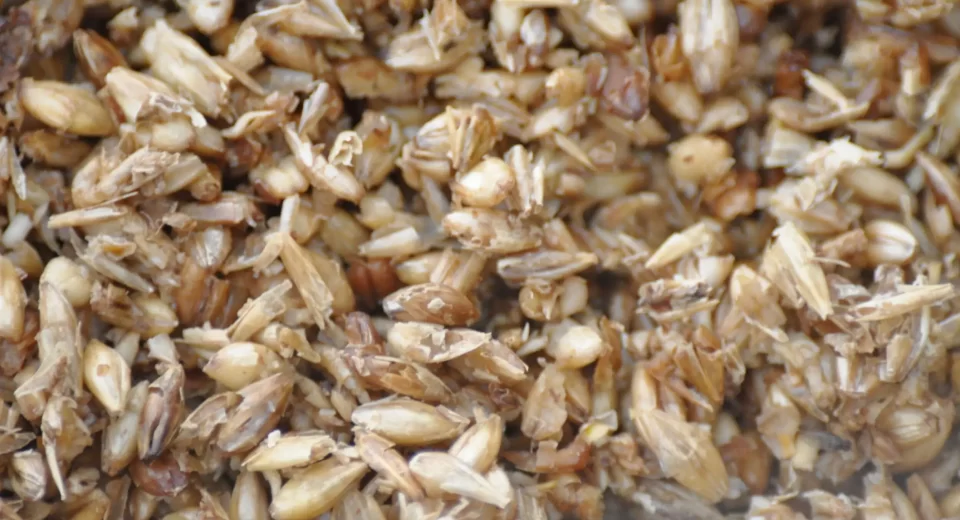 Subproducto de la industria cervecera refuerza la inmunidad intestinal del salmón