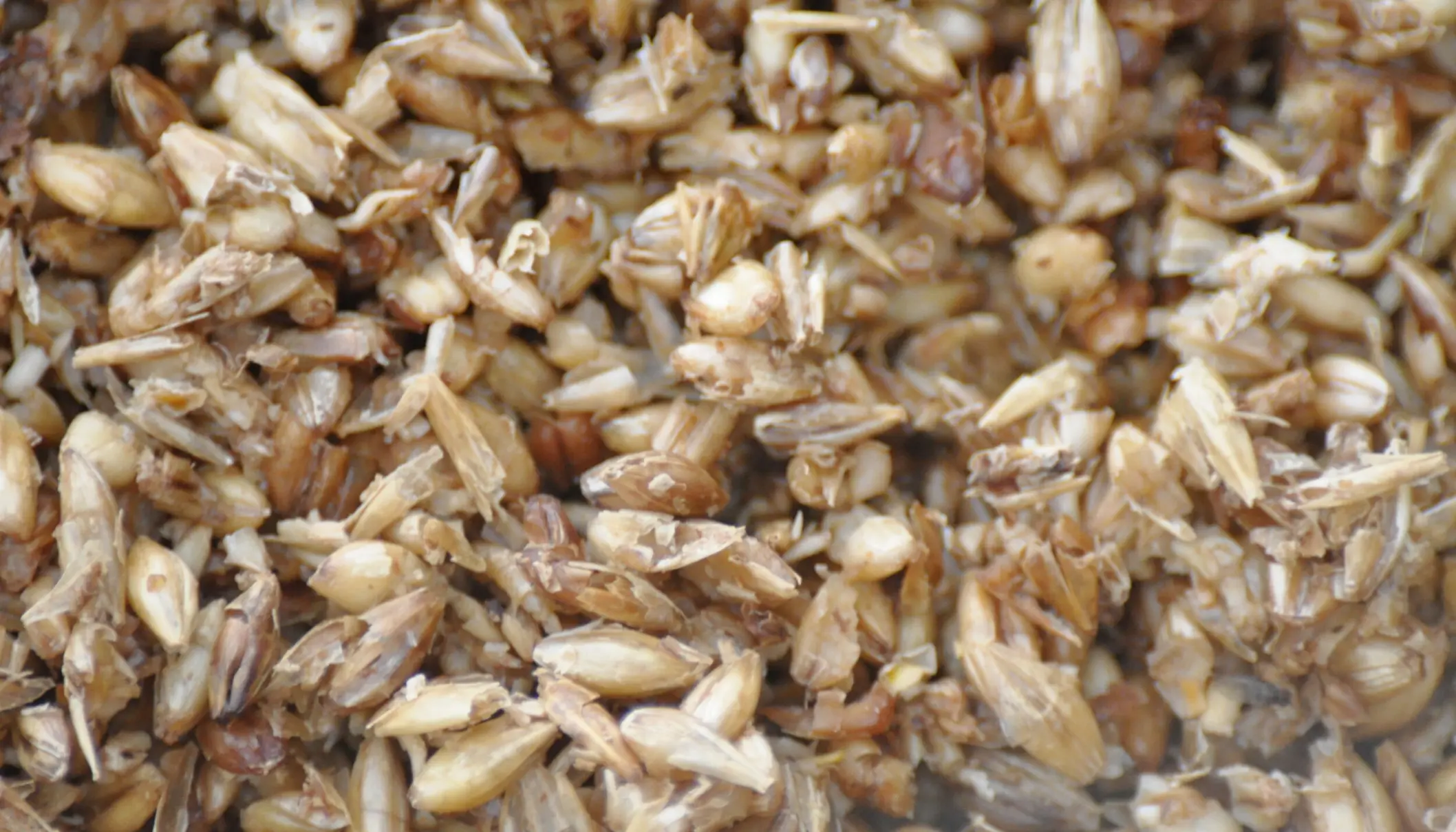 Subproducto de la industria cervecera refuerza la inmunidad intestinal del salmón