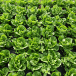 De las cuerdas al schop: el imperdible panorama que mezcla lucha libre chilena y cerveza artesanal en pleno Barrio Matta