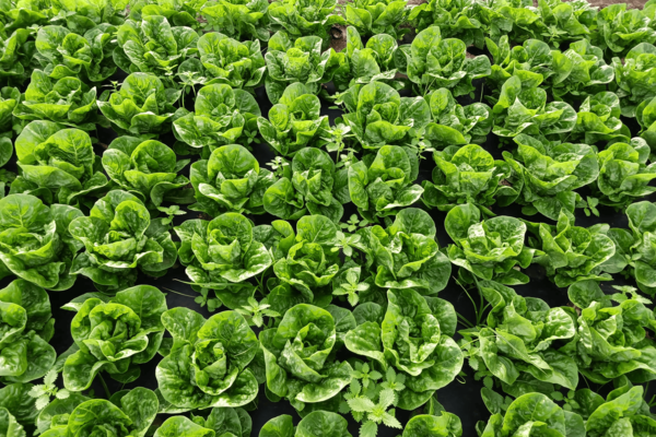 Damm y Ametller Origen impulsan un proyecto pionero que transforma residuos de la elaboración de la cerveza en fertilizantes orgánicos