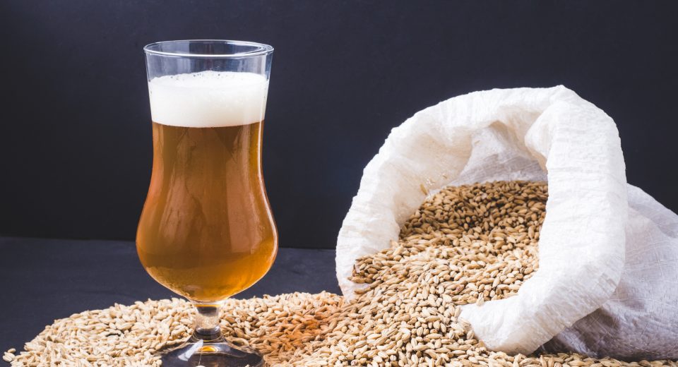 Científicos estudian el potencial del bagazo cervecero para proteger la salud intestinal y hepática