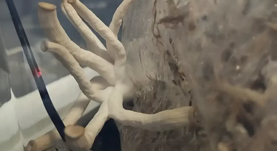 Cultivan setas con residuos textiles y bagazo de cerveza para crear biomateriales antifúngicos