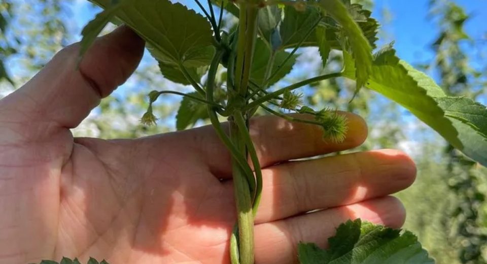 Un lúpulo de la Patagonia llegó por primera vez a una cervecería de Reino Unido